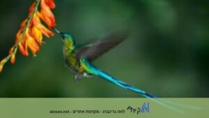 אסטרטגיית זנב ארוך בקידום אתרים - מינוף מילות מפתח זנב ארוך לקידום אורגני SEO - לאה גרינברג